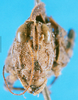 CollectionObject 1500876; 8563ac88-753e-4113-a4e6-2a6d8bb6e78e: male, frontal view (holotype). (CollectionObject).