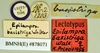 Epilampra basistriga Walker, 1868: Lectotype, female, labels. BMNH(E)#878071. (Otu).