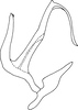 Aedeagus, lateral view on Anufrievia broka Sohi & Mann, 1992: (Observation).
