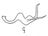 Aedeagus, lateral view on Cumora (Haldorellus) furcata (Caldwell, 1952): Aedeagus, lateral view. (Observation).