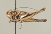 CollectionObject 1499303; d6bd2f17-25ec-41b4-bf8c-845187e5c299: Male, lateral view, left (holotype). (CollectionObject).
