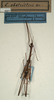 CollectionObject 1559501; NMW 492, bf0c0a43-cf7e-4e0f-a6aa-95443579279d: copyright NMW, Vienna. male (holotype). (CollectionObject).
