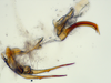Aedeagus, lateral view: (Observation).