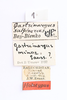 CollectionObject 1591324; a4b0bbf7-ad79-4513-ab8d-9817a5098096: labels (holotype). (CollectionObject).