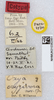 CollectionObject 1519622; 7f5d2cc4-52f5-4abd-ba79-fb0764df9767: labels (syntype of Oxya oryzivora). (CollectionObject).