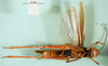CollectionObject 1574924; b8828a11-6577-4f28-9c2a-c421a58d29fd: male, ventral view (paralectotype of Terpillaria picta). (CollectionObject).