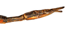 CollectionObject 1557221; NMW 972', 47213140-8d79-4db1-995a-2cef86019d43: copyright NHMW, Vienna. female: end of abdomen, lateral view (holotype). (CollectionObject).