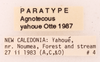 CollectionObject 1961463; c44ee7a2-ddfd-4128-9ea7-fdaf5ebc5ca4, ANSP 001_GRYLL_ANSP: Female, labels (paratype). (CollectionObject).