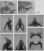 Melanoplus puer (Scudder, 1878): male genitalia. (Otu).
