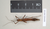 CollectionObject 1563724; NHMUK(SF IMPORT DUPLICATE) 845104, dd142139-5651-4520-a8bd-d2247932a6c2: copyright Natural History Museum, London. female (paratype). (CollectionObject).