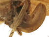 CollectionObject 1539778; 1f394671-d105-4a1a-afe0-65830fc8397e: female ovipositor (syntype). (CollectionObject).