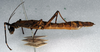 CollectionObject 1562603; dd5d08b8-f28d-4a3d-ae4f-530b57224773: copyright NMW. female, lateral view (paralectotype). (CollectionObject).;CollectionObject 1562604; ca36348b-03bd-4cc1-a388-6760b1d3cdbf: copyright NMW. female, lateral view (paralectotype). (CollectionObject).;CollectionObject 1562605; a8e84991-c828-4229-9da3-d3061dbbc511: copyright NMW. female, lateral view (paralectotype). (CollectionObject).