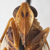 Head on Cyclopoliarus omani (Metcalf, 1938): (Observation).