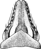 Subgenital plate: !! display not done !! on Paraphlepsius (Paraphlepsius) humidus (Van Duzee, 1892): Subgenital plate. (Observation).
