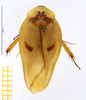 CollectionObject 1587331; MNHN(SF IMPORT DUPLICATE) MNHN-EP-EP1356, b2e992e4-fbea-4e50-b414-6174072386b1: CC BY-NC-ND 4.0/MNHN - Depraetere Marion - 2014. Paratype, male, of lineata Grandcolas, 1994. Specimen number: MNHN-EP-EP1356. http://coldb.mnhn.fr/catalognumber/mnhn/ep/ep1356. (CollectionObject).
