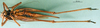 CollectionObject 1500573; 971c15cb-c553-419d-8066-541a0ad4d53a, DORSA BT000306S05: female, ventral view (holotype). (CollectionObject).