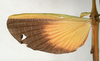 CollectionObject 1561067; 6acbe0f1-c1fa-4566-b2d5-11be96f195aa: copyright MIZ, Warsaw. male, wings (lectotype). (CollectionObject).