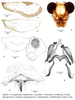 Euplocania coyolarensis González-Obando, García-Aldrete, Carrejo-Gironza & Vinasco-Mondragón, 2024: Euplocania coyolarensis. (Otu).