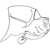 Pygofer, lateral view on Anufrievia adaucta Cao & Zhang, 2018: Pygofer, lateral view. (Observation).