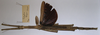 CollectionObject 1557407; 986988c8-bd6c-4d77-9865-31dcdbb0b6ea: copyright MRAC, Tervuren. female, dorsal view (holotype). (CollectionObject).