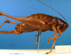 CollectionObject 1502048; 4a9d7bf4-4c2f-4f2f-b804-fdc5ab079146: female, lateral view. (CollectionObject).