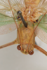 CollectionObject 2376978; bb371f53-4fb4-4895-8d57-75e746bdada8: male, dorsal view (syntype). (CollectionObject).