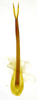Aedeagus, posterior view on Beltrana reticulata Gonçalves, Domahovski, Mejdalani & Takiya, 2021: Male holotype [USNM]: aedeagus, posterior view. (Observation).