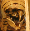 CollectionObject 1516789; 593d6b97-417c-414f-831d-0f27aa4a3604: male cerci (syntype of Ephippiger seoanei). (CollectionObject).