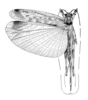 Psilinsara annulata Hebard, 1932: Plate 19, Fig. 3 (after type). female, dorsal view. (Otu).