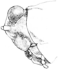 Fig. 142. male, head, lateral view. Depicts Paratettix rugosus (Scudder, 1862), an Otu.