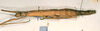 CollectionObject 1558435; a9530ca9-c734-450a-8791-709901d2e16b: copyright SMTD, Dresden. female, lateral view of synonym Dimorphodes glaber (holotype). (CollectionObject).