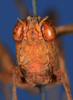 CollectionObject 1535443; 1fe692d6-5ad8-4663-85b0-a5351a8297ce: female, frontal view (holotype). (CollectionObject).