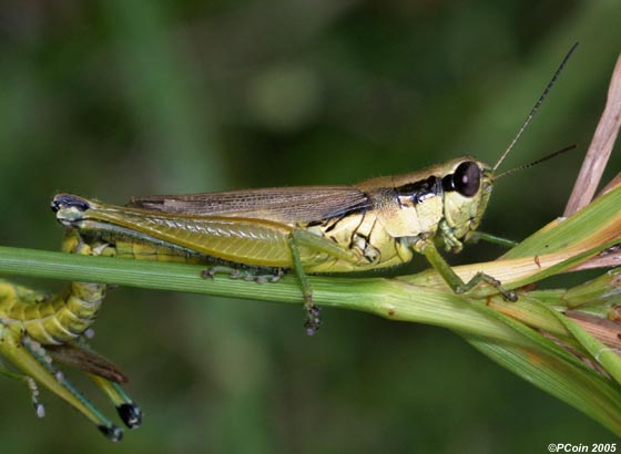 female from mating pair (Horton's Pond, Chatham County, North Carolina, September 23, 2005). Depicts Paroxya clavuligera (Serville, 1838), an Otu.