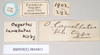CollectionObject 1563139; 0872858b-3c8b-4f76-ab9a-0476d53970bf: copyright Natural History Museum, London. female, data labels [square label reversed] of Oxyartes lamellatus (paralectotype). (CollectionObject).;CollectionObject 1563140; e690f7dd-2212-4cc5-a841-85c694de7525: copyright Natural History Museum, London. female, data labels [square label reversed] of Oxyartes lamellatus (paralectotype). (CollectionObject).