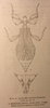 CollectionObject 1561226; 2cccb983-e714-4f20-9468-efce16d8f5cd: original publication. female (holotype). (CollectionObject).