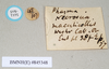 CollectionObject 1563899; 0b6dfa20-09ed-4fd8-b123-c8a7f9d9b5b6: copyright Natural History Museum, London. female, data labels of Phasma (Necroscia) maculicollis (paralectotype). (CollectionObject).