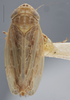 Habitus, dorsal view: !! display not done !! on Amplicephalus (Amplicephalus) osborni (Van Duzee, 1892): Dorsal. (Observation).