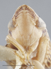 Head: !! display not done !! on Dicyphonia ornata (Baker, 1900): Head/Face. Adult. (Observation).