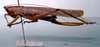 CollectionObject 1503260; MBBJ 3224664, 68f53424-6f44-499d-9ee1-14ec0ed0e82d: female, lateral view. (CollectionObject).