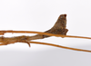 CollectionObject 1561339; 9f541739-ec3a-45ec-911c-0591fdbc6d92: copyright ZMHB, Berlin. male: end of abdomen, lateral view (holotype). (CollectionObject).