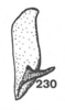 Other on Anisostylus gillettei (Goding, 1892): (Observation).