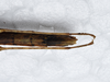 CollectionObject 1575936; 25ee4bb5-975f-4f80-953c-cf109705edfb: copyright SPM, Kinabalu. female: end of abdomen, ventral view (holotype). (CollectionObject).