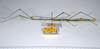 CollectionObject 1559397; d54793e1-f9bd-452c-8e9d-e180868b8b0e: copyright ANSP. male of synonym Dixippus bicolor, lateral view (syntype). (CollectionObject).