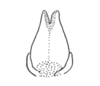 Ceuthophilus (Geotettix) guttulosus thomasi Hubbell, 1936: Fig. 767. male subgenital plate. (Otu).