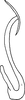 Aedeagus, lateral view on Diplocolenus (Verdanus) temperei Ribaut, 1959: Aedeagus, lateral view. (Observation).