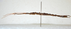 CollectionObject 1580910; 79aa3d21-0f8b-40fd-bfa2-41ed144170f2: copyright FRCS, Sabah. male, lateral view (holotype). (CollectionObject).