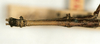 CollectionObject 1563741; 7ceb39e5-c2fe-4a27-87eb-38f1a77a3de6: copyright MNHN, Paris. male: head and thorax, dorsal view (holotype). (CollectionObject).