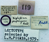 labels (lectotype of Xiphidium propinquum). Depicts CollectionObject 1516766; eaf4a829-031a-4491-bd7d-07af52fea943, a CollectionObject.