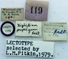 CollectionObject 1516766; eaf4a829-031a-4491-bd7d-07af52fea943: labels (lectotype of Xiphidium propinquum). (CollectionObject).