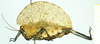 CollectionObject 1584422; c118463e-e7da-4a2d-a8e5-1d1bb2fa6b8f: male, lateral view. (CollectionObject).